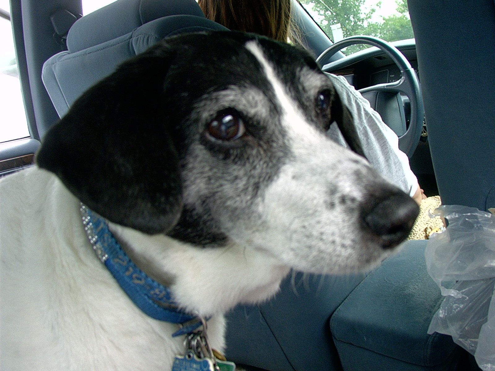 Daisy, age 13, waiting for a ride.