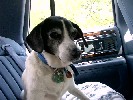Peanut