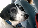 Peanut