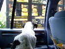 Peanut Goes To Burger King