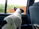 Peanut
