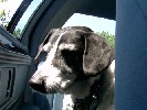 Peanut