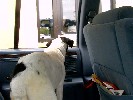 Peanut Goes To Taco Bell