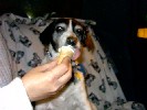 Peanut Goes To Dairy Queen