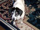 Peanut