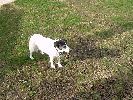 Peanut