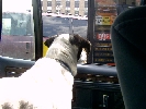 Peanut Goes to Burger King