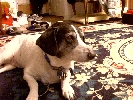 Peanut