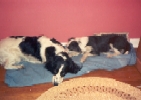 Daisy and Trixie