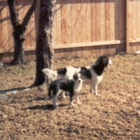 Daisy and Trixie