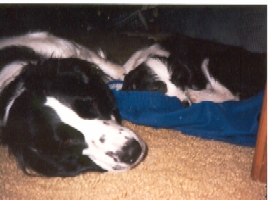 Daisy and Trixie