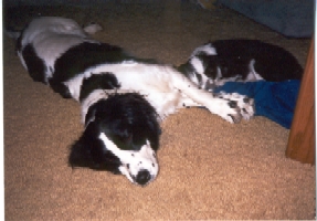 Daisy and Trixie