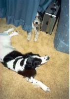 Daisy and Trixie