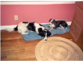 Daisy and Trixie