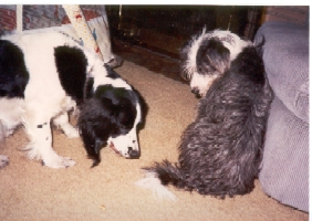 Daisy and Trixie