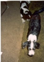 Daisy and Trixie