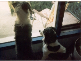 Daisy and Trixie
