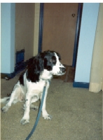 Trixie