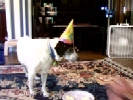Birthday Peanut